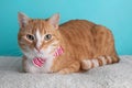 White Orange Tabby Cat Wearing Red Striped Bow Tie Lying Down Portrait Cute Costume Collar Royalty Free Stock Photo