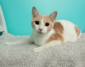 white and orange tabby kitten cat lying down Royalty Free Stock Photo