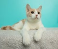 white and orange tabby kitten cat lying down looking up Royalty Free Stock Photo