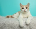 white and orange tabby kitten cat lying down portrait Royalty Free Stock Photo