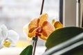 White and orange tiger orchid flower on bright background in creative blur