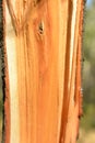 White orange tree in a cut with bark