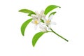 White orange tree flowers, buds and leaves branch isolated on white. Transparent png additional format Royalty Free Stock Photo