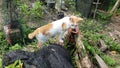A white and orange village cat is standing on a piece of wood, posing well for you to use for wallpaper and articles about pets