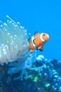 White and orange anemone, clownfish, coral reef