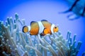 White and orange anemone, clownfish, coral reef