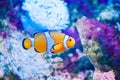 White and orange anemone, clownfish, coral reef