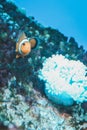 White and orange anemone, clownfish, coral reef