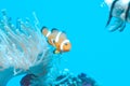 White and orange anemone, clownfish, coral reef