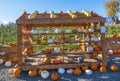 White Orange Yellow Pumpkins Box Squash Garden Washington