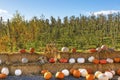 White Orange Yellow Pumpkins Squash Garden Washington