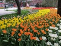 Colored tulips China garden Royalty Free Stock Photo