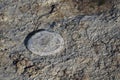 White orbs of dying jellyfish left in tidal zone at low tide