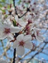 White Sakura Flower in Springday Royalty Free Stock Photo