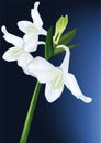 White orchid