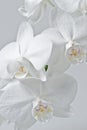 White orchid Royalty Free Stock Photo