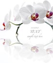 White Orchid Royalty Free Stock Photo