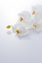 White orchid