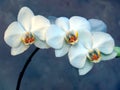 White Orchid Royalty Free Stock Photo