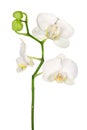 White orchid