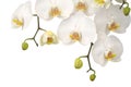Biely orchidea 