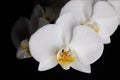 White orchid Royalty Free Stock Photo