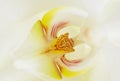 White orchid Royalty Free Stock Photo