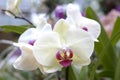 White orchid Royalty Free Stock Photo