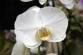 White orchid Royalty Free Stock Photo