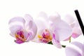White orchid Royalty Free Stock Photo
