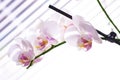 White orchid Royalty Free Stock Photo
