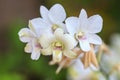 White Orchid on the background Royalty Free Stock Photo