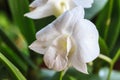 White Orchid on the background Royalty Free Stock Photo