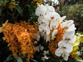 White Orchid on the background, a garden. Royalty Free Stock Photo