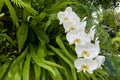 White Orchid on the background, a garden Royalty Free Stock Photo
