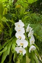 White Orchid on the background, a garden Royalty Free Stock Photo