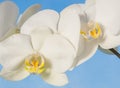 White orchid background Royalty Free Stock Photo