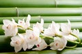 White orchid on bamboo Royalty Free Stock Photo