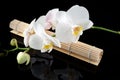 White orchid and bamboo mate Royalty Free Stock Photo