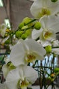 White orchid Royalty Free Stock Photo