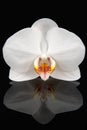 White orchid on black Royalty Free Stock Photo