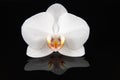 White orchid on black Royalty Free Stock Photo