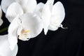 White orchid Royalty Free Stock Photo