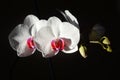 White orchid on a black background Royalty Free Stock Photo