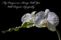 A White Orchid on a Black Background with With My Prayers are Always With You as the Text on the Image Royalty Free Stock Photo