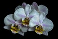 White orchid on black background.