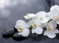 White orchid and black stones close up.