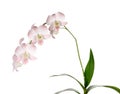 White orchid on white blackbackground Royalty Free Stock Photo