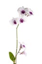 White orchid on white blackbackground Royalty Free Stock Photo