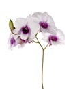 White orchid on white blackbackground Royalty Free Stock Photo